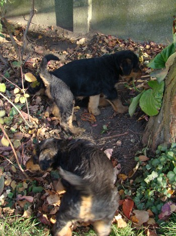chiots_6semaines_fifilles_14.JPG