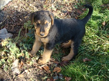 chiots_6semaines_fifilles_15.JPG