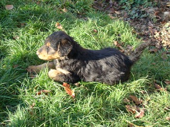 chiots_6semaines_fifilles_16.JPG