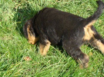 chiots_6semaines_fifilles_17.JPG