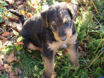 chiots_6semaines_fifilles_18.JPG