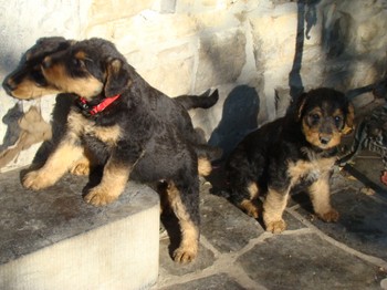 chiots_6semaines_fifilles_19.JPG