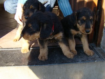 chiots_6semaines_fifilles_2.JPG