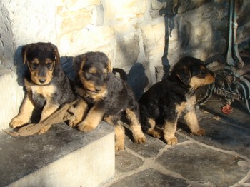 chiots_6semaines_fifilles_20.JPG