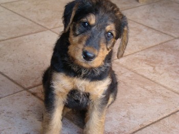 chiots_6semaines_fifilles_21.JPG