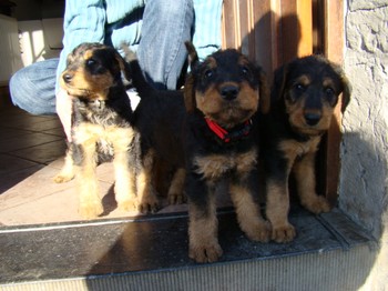 chiots_6semaines_fifilles_3.JPG