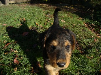 chiots_6semaines_fifilles_5.JPG