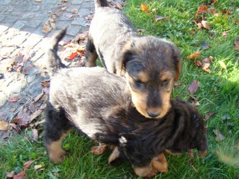 chiots_6semaines_fifilles_6.JPG