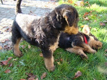 chiots_6semaines_fifilles_7.JPG