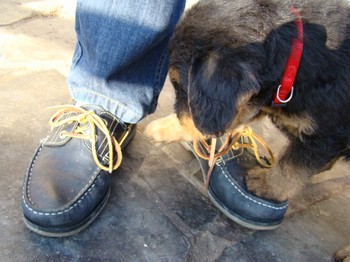 chiots_6semaines_fifilles_8.JPG