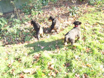 chiots_6semaines_fifilles_9.JPG