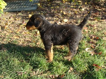 chiots_6semaines_gamins_1