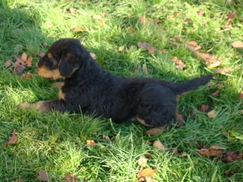 chiots_6semaines_gamins_10.JPG
