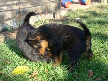 chiots_6semaines_gamins_11.JPG