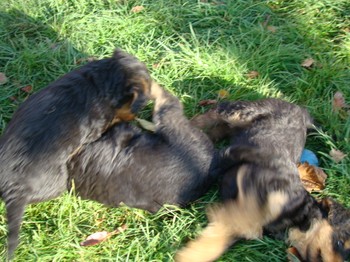 chiots_6semaines_gamins_12.JPG