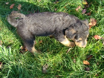 chiots_6semaines_gamins_13.JPG