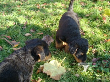 chiots_6semaines_gamins_14.JPG