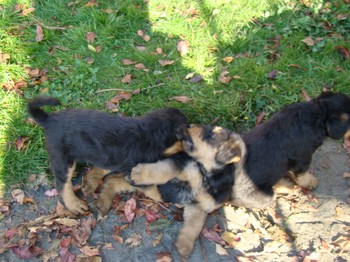 chiots_6semaines_gamins_15.JPG