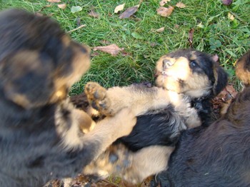 chiots_6semaines_gamins_16.JPG
