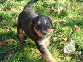 chiots_6semaines_gamins_2.JPG