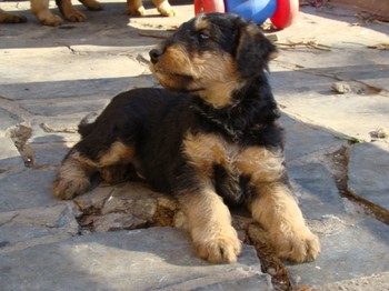 chiots_6semaines_gamins_3.JPG