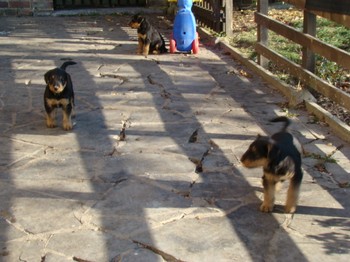 chiots_6semaines_gamins_4.JPG