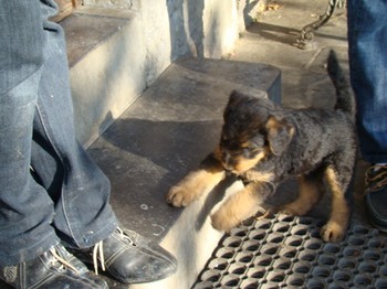 chiots_6semaines_gamins_5.JPG