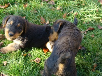 chiots_6semaines_gamins_6.JPG