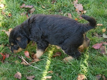 chiots_6semaines_gamins_7.JPG