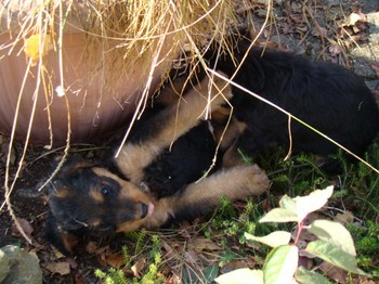chiots_6semaines_gamins_8.JPG
