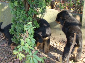 chiots_6semaines_gamins_9.JPG