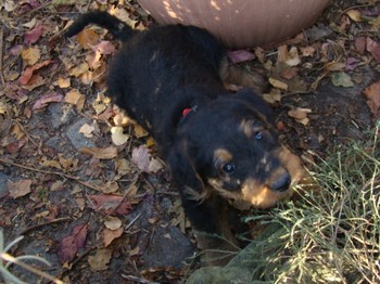 chiots_6semaines_kimby_1