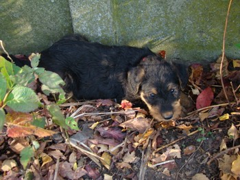 chiots_6semaines_kimby_2.JPG