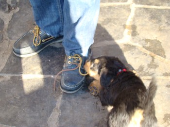 chiots_6semaines_kimby_3.JPG