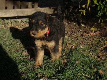 chiots_6semaines_kimby_4.JPG