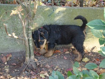 chiots_6semaines_kimby_5.JPG