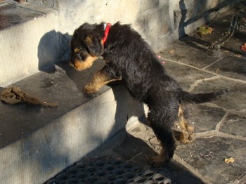 chiots_6semaines_kimby_6.JPG