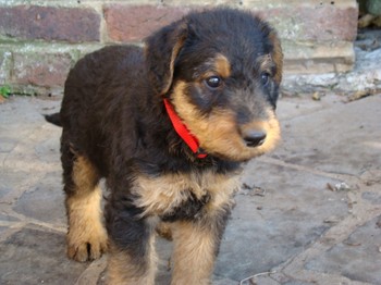 chiots_6semaines_kimby_7.JPG