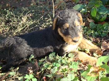 chiots_6semaines_kimby_8.JPG