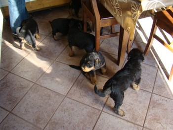 chiots_6semaines_les8_1