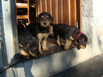 chiots_6semaines_les8_10.JPG