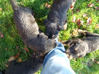 chiots_6semaines_les8_11.JPG