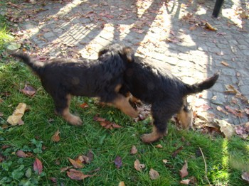 chiots_6semaines_les8_12.JPG