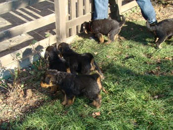 chiots_6semaines_les8_13.JPG