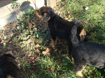 chiots_6semaines_les8_14.JPG