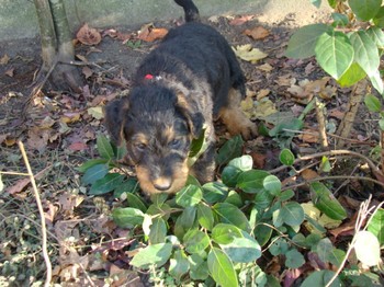 chiots_6semaines_les8_15.JPG