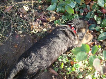 chiots_6semaines_les8_16.JPG