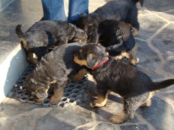 chiots_6semaines_les8_17.JPG