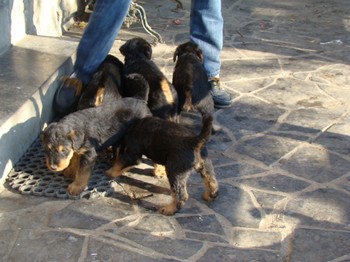 chiots_6semaines_les8_18.JPG