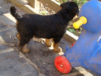 chiots_6semaines_les8_19.JPG
